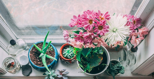 Indoor plants in bloom: 9 recommendations of different colors