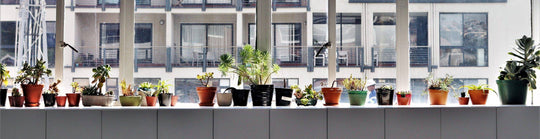 Buying indoor plants: You should pay attention to this