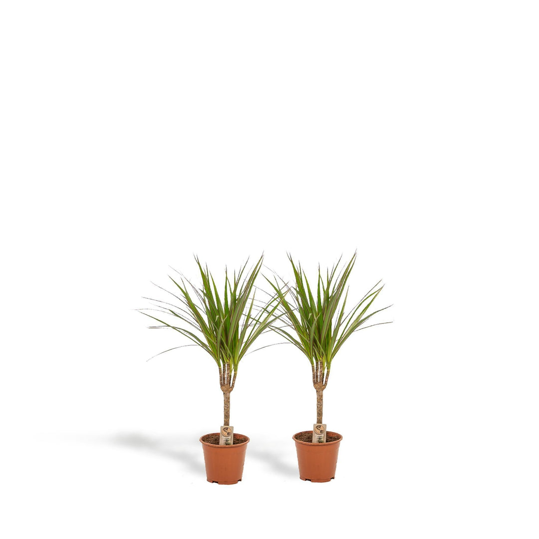 2x Dracaena - ↨60cm - Ø14cm-Plant-Botanicly