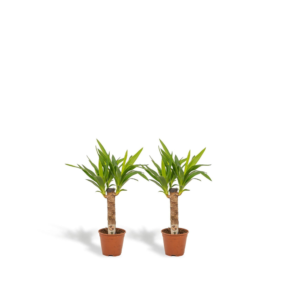 2x Yucca - ↨60cm - Ø14cm-Plant-Botanicly