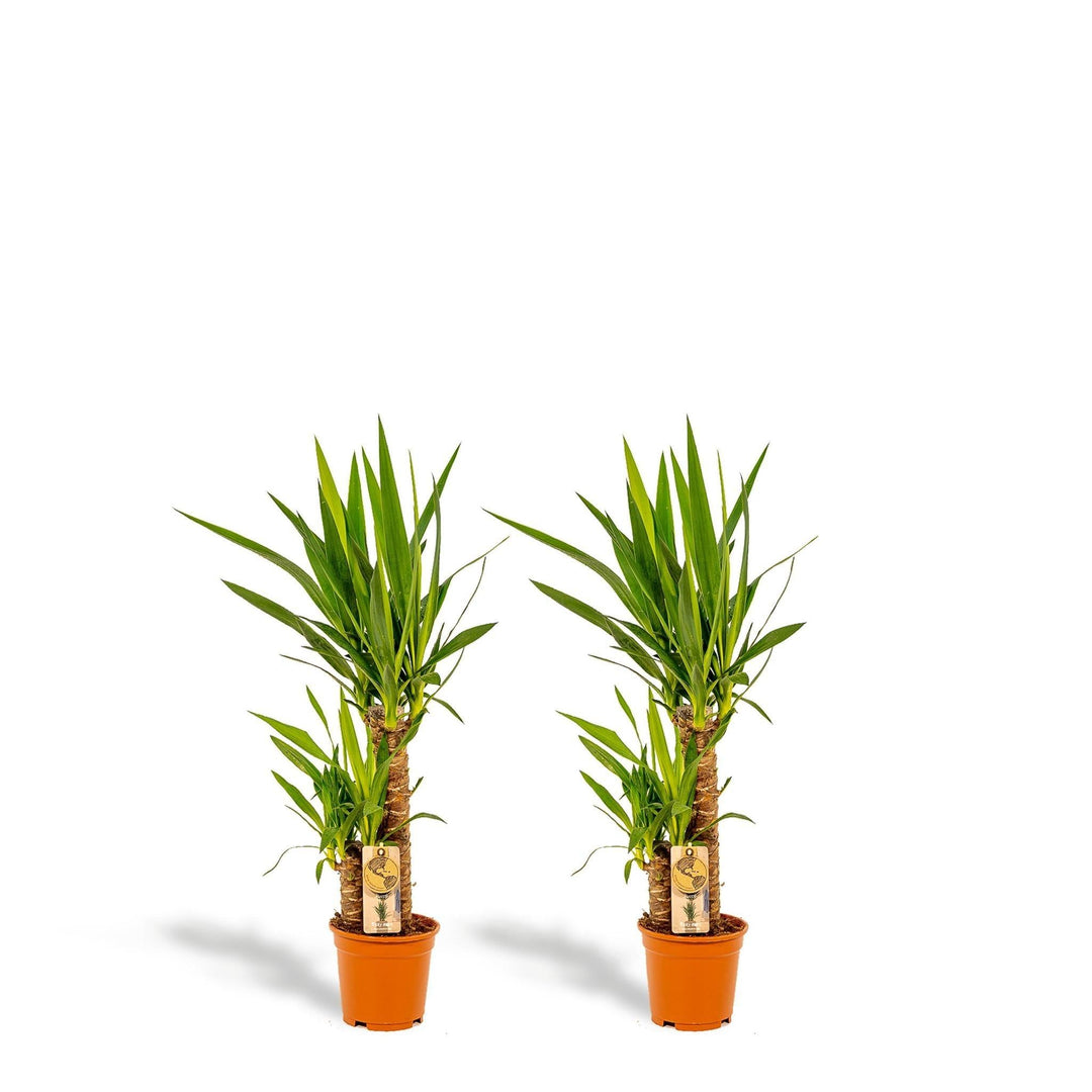 2x Yucca - ↨90cm - Ø17cm-Plant-Botanicly