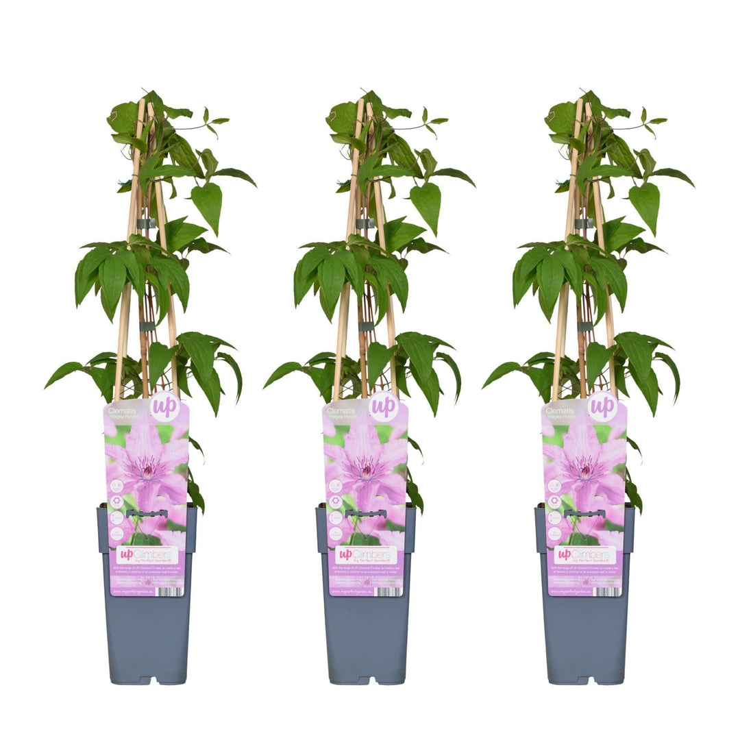 3x - Clematis Hagley Hybrid - ↨65cm - Ø15-Plant-Botanicly