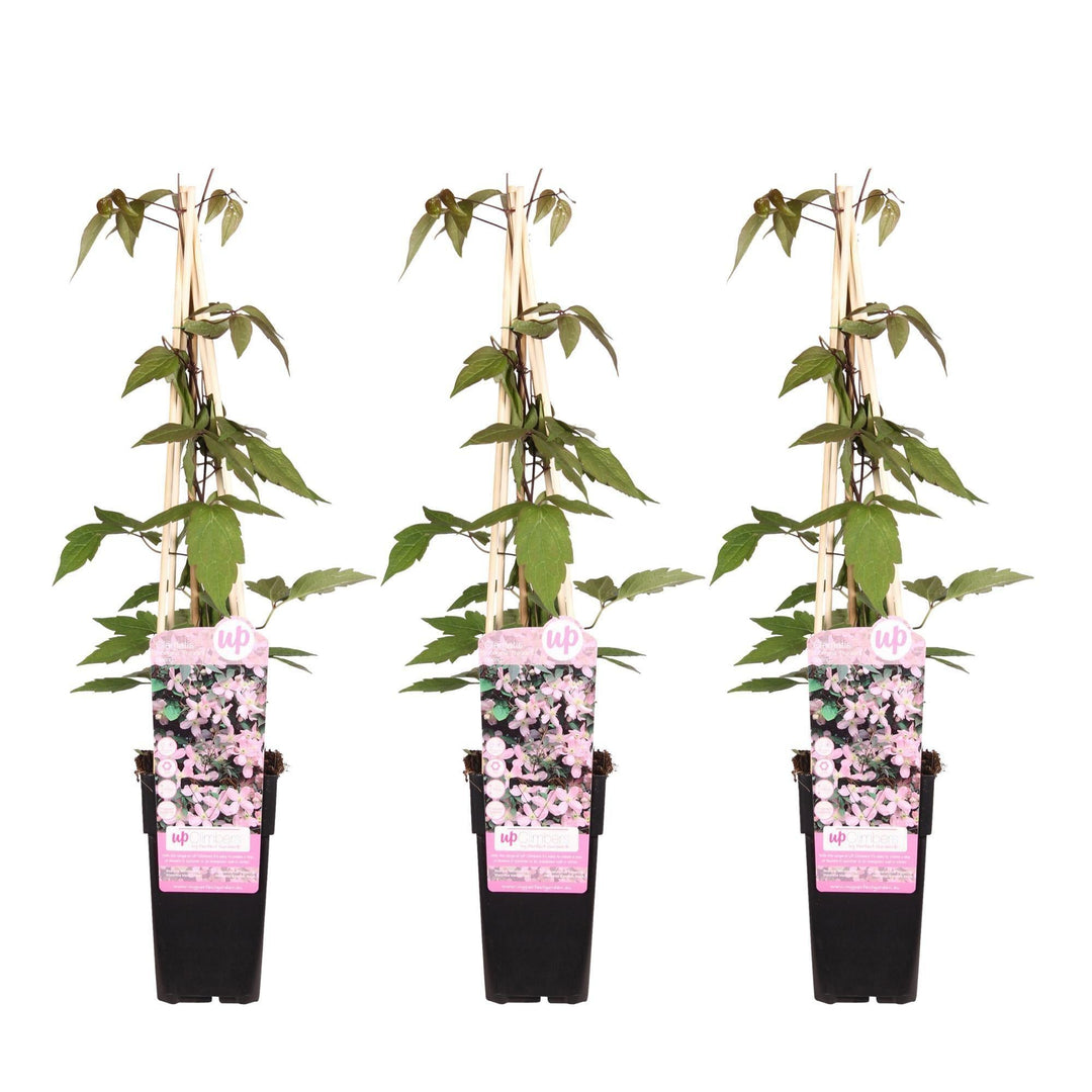 3x - Clematis Montana 'Fragrant Spring' - ↨65cm - Ø15-Plant-Botanicly