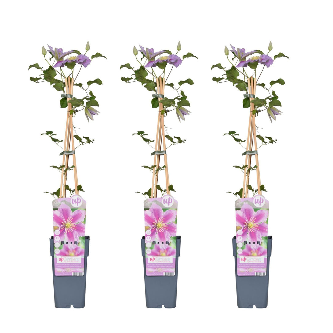 3x - Clematis Piilu - ↨65cm - Ø15-Plant-Botanicly