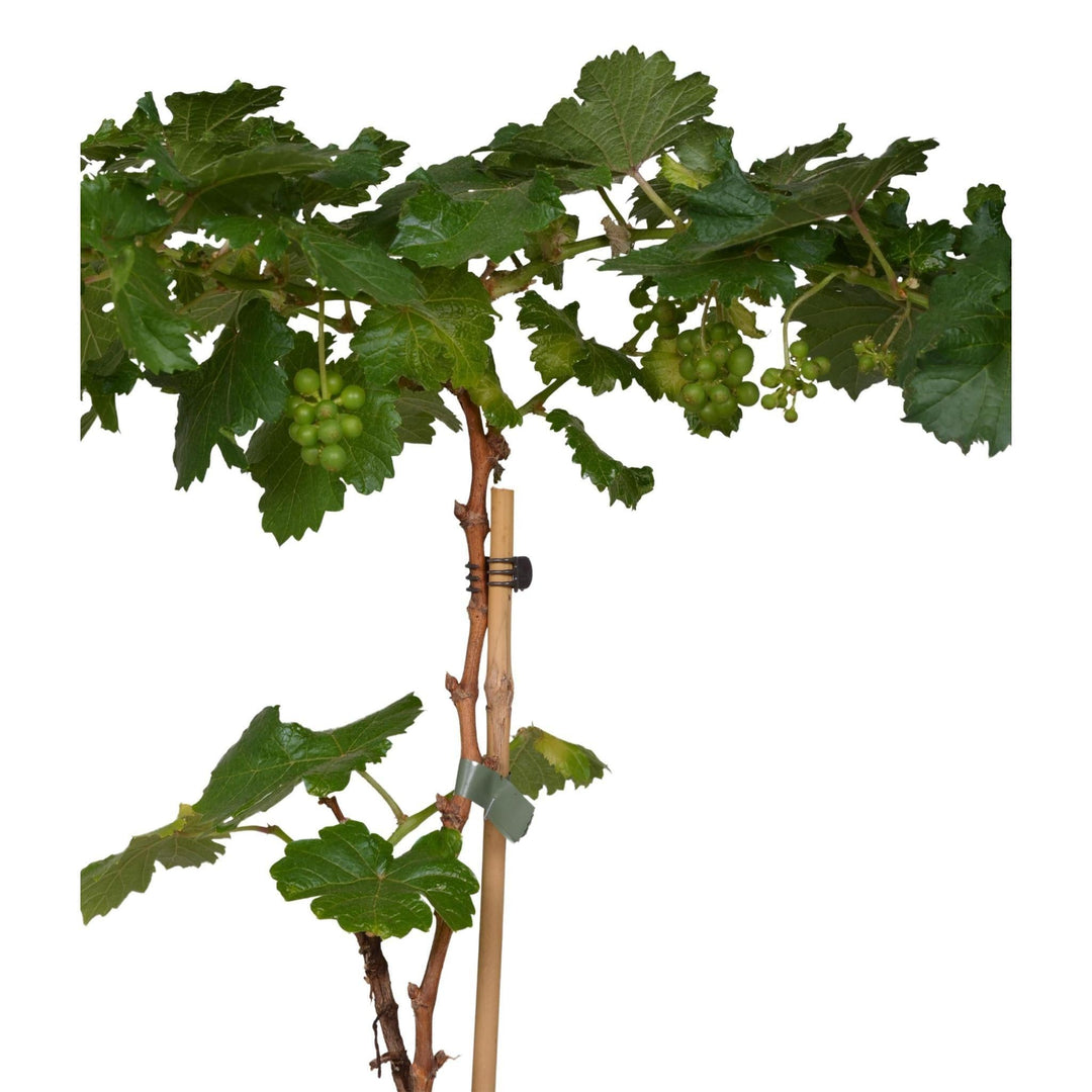 3x - Vitis Pixie 'Riesling' - ↨30cm - Ø14-Plant-Botanicly