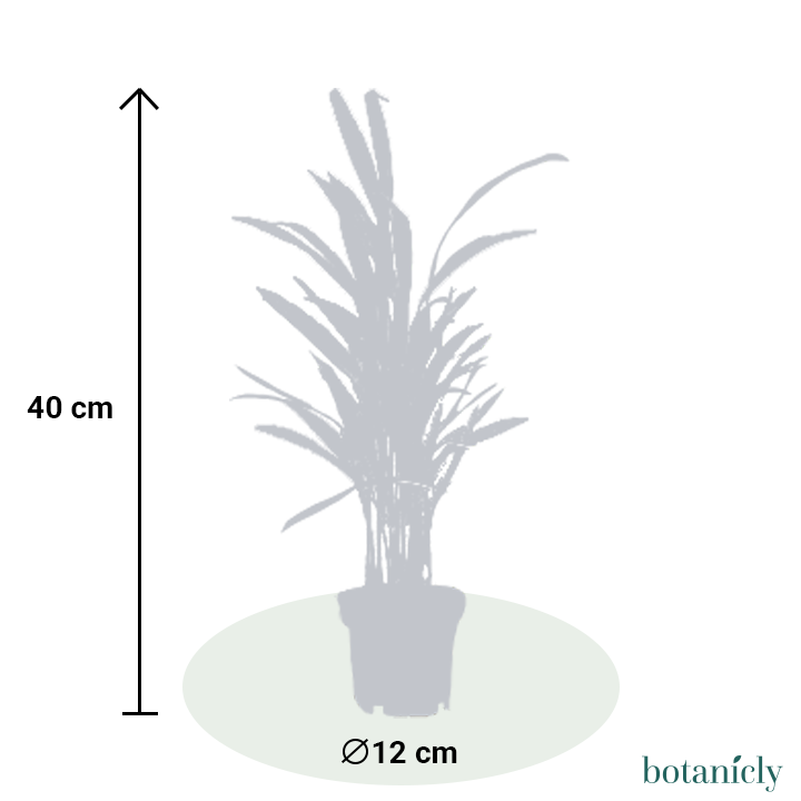 4 x Laura die Luftreinigende Pflanzen-FALSE-Botanicly