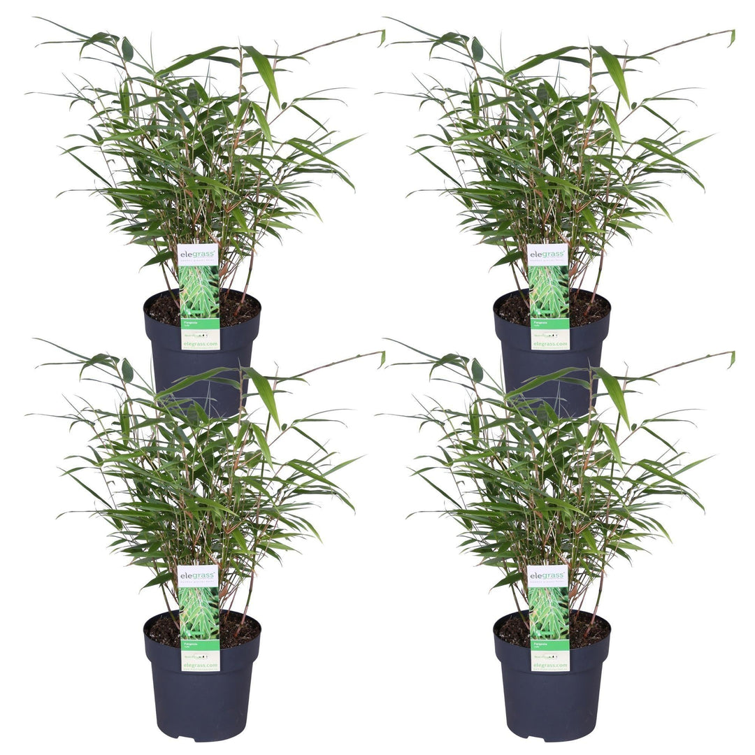 4x - Fargesia rufa - ↨40cm - Ø14-Plant-Botanicly