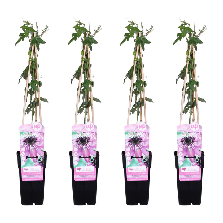 4x - Passiflora 'Purple Haze' - ↨65cm - Ø15-Plant-Botanicly