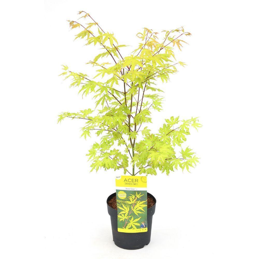 Acer palm. 'Anne Irene'® - ↨40cm - Ø19cm-Plant-Botanicly