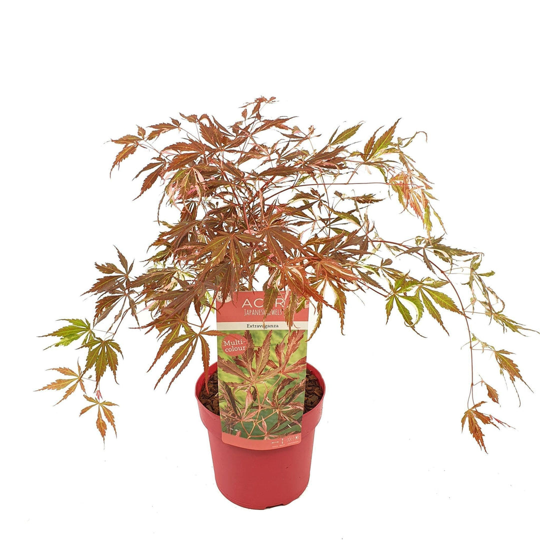 Acer palm. 'Extravaganza'® - ↨40cm - Ø19cm-Plant-Botanicly
