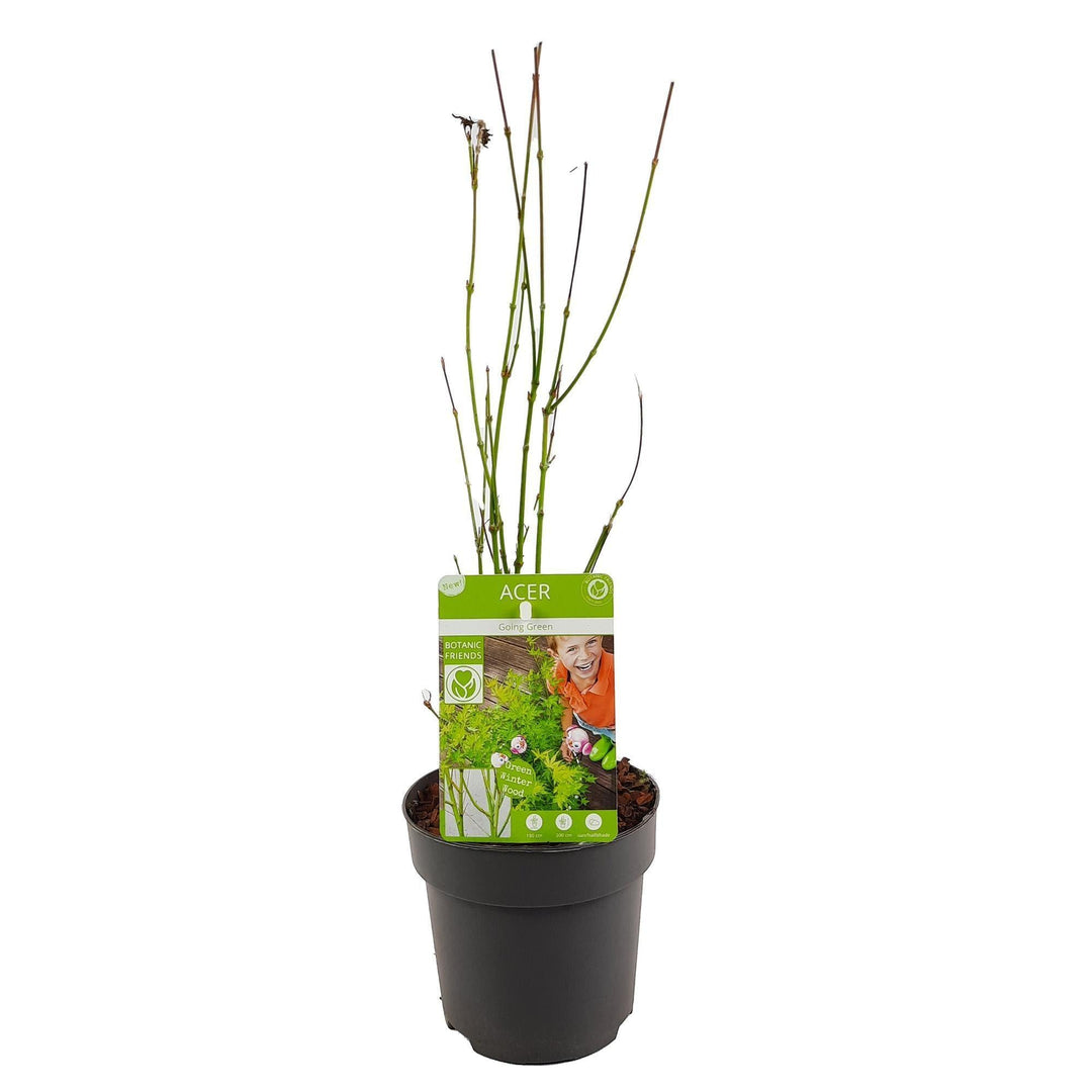 Acer palm. 'Going Green'® - ↨20cm - Ø13cm-Plant-Botanicly