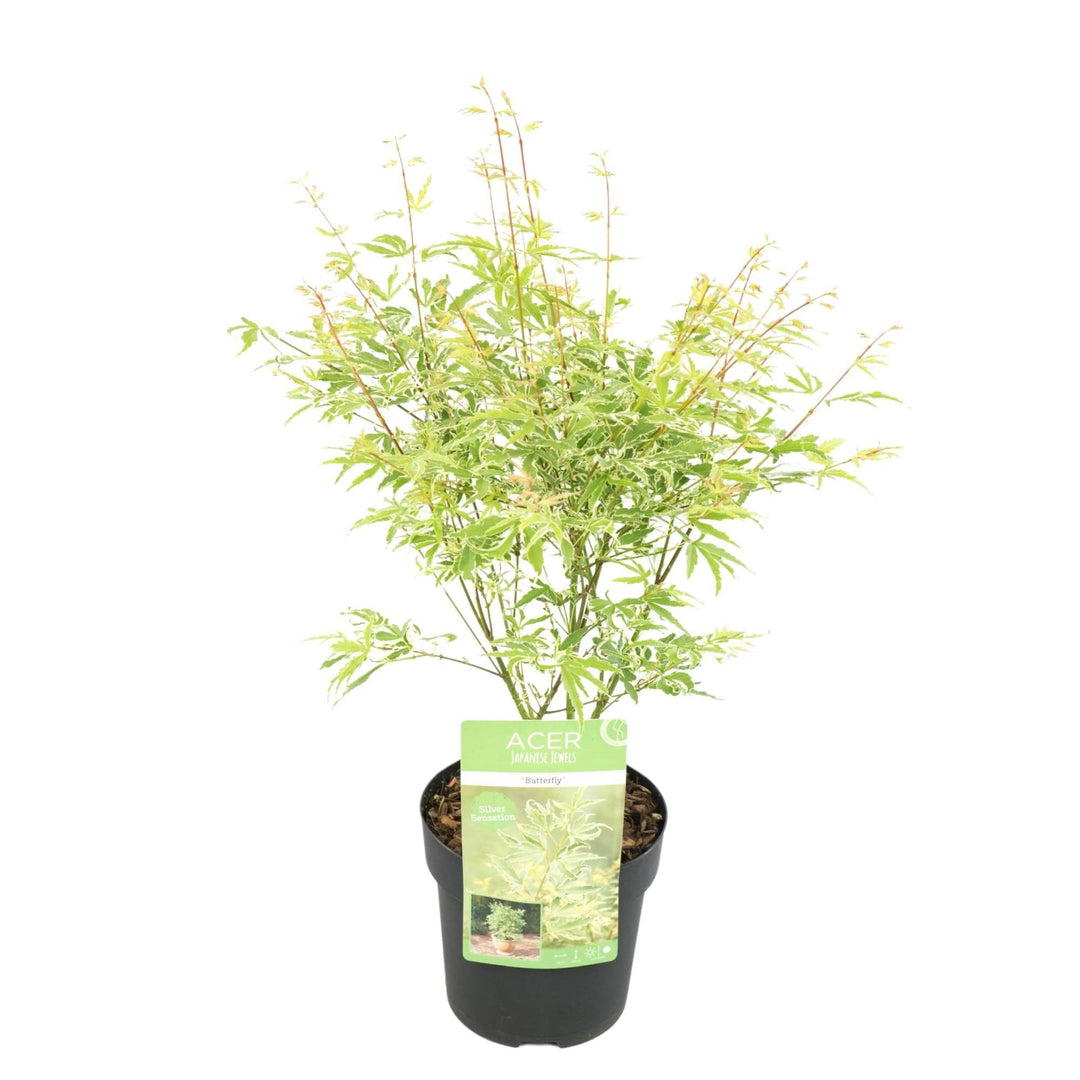 Acer palm. 'Going Green'® - ↨30cm - Ø15cm-Plant-Botanicly