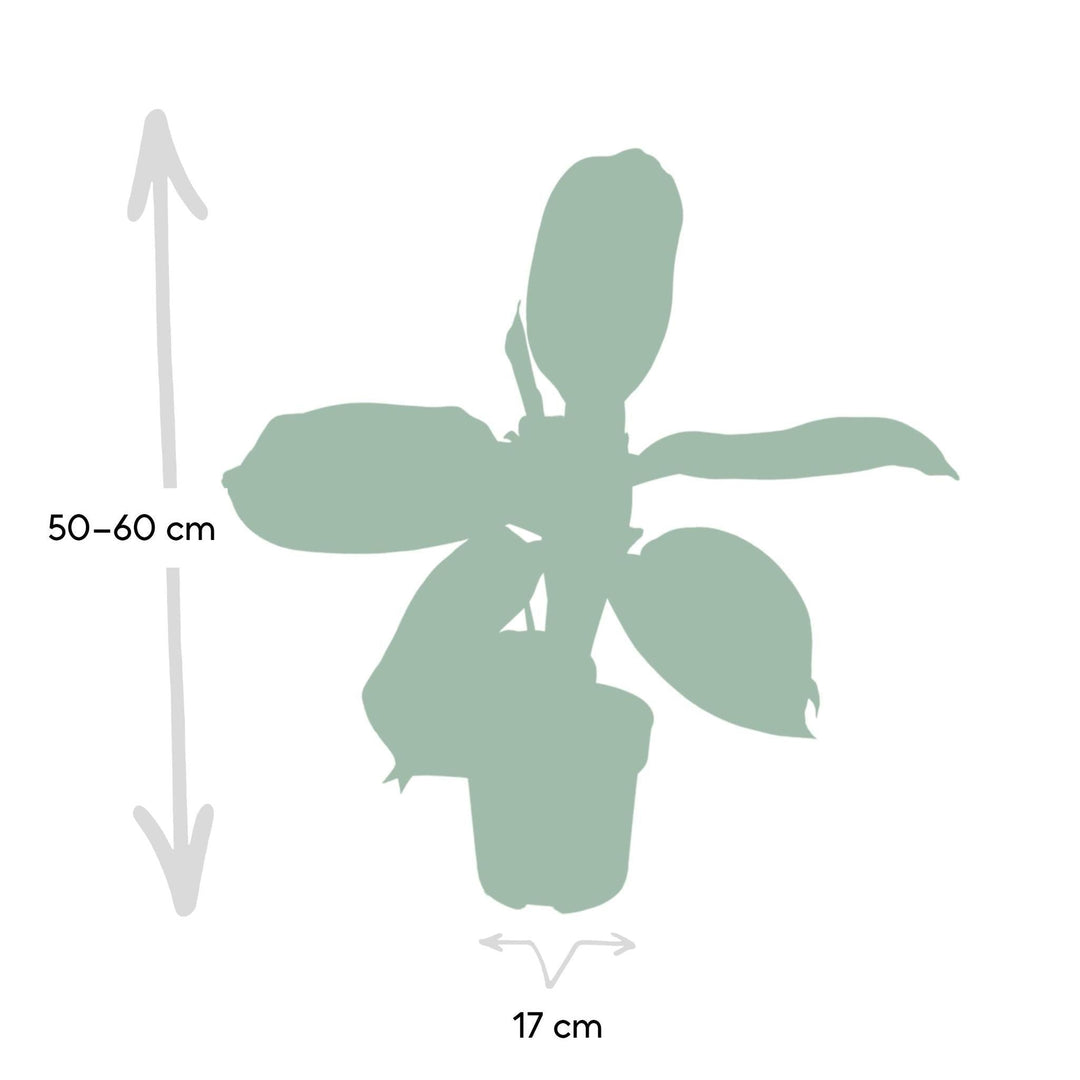 Aglaonema Silver Bay - Chinesischer Evergreen - 55cm - Ø17-Plant-Botanicly