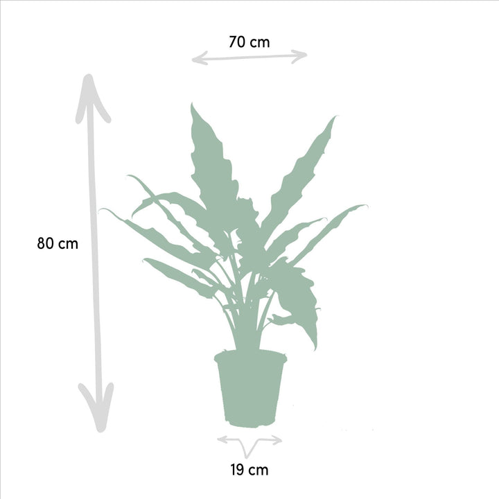 Alocasia Cucullata - ↨60cm,Ø19cm - Alocasia Lauterbachiana - ↨75cm,Ø19cm-Plant-Botanicly