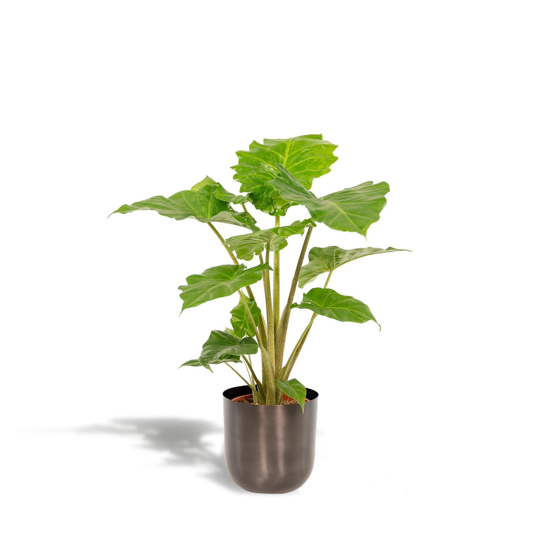 Alocasia Portodora + Pot Mayk Lead - ↨80cm - Ø21cm-Plant-Botanicly