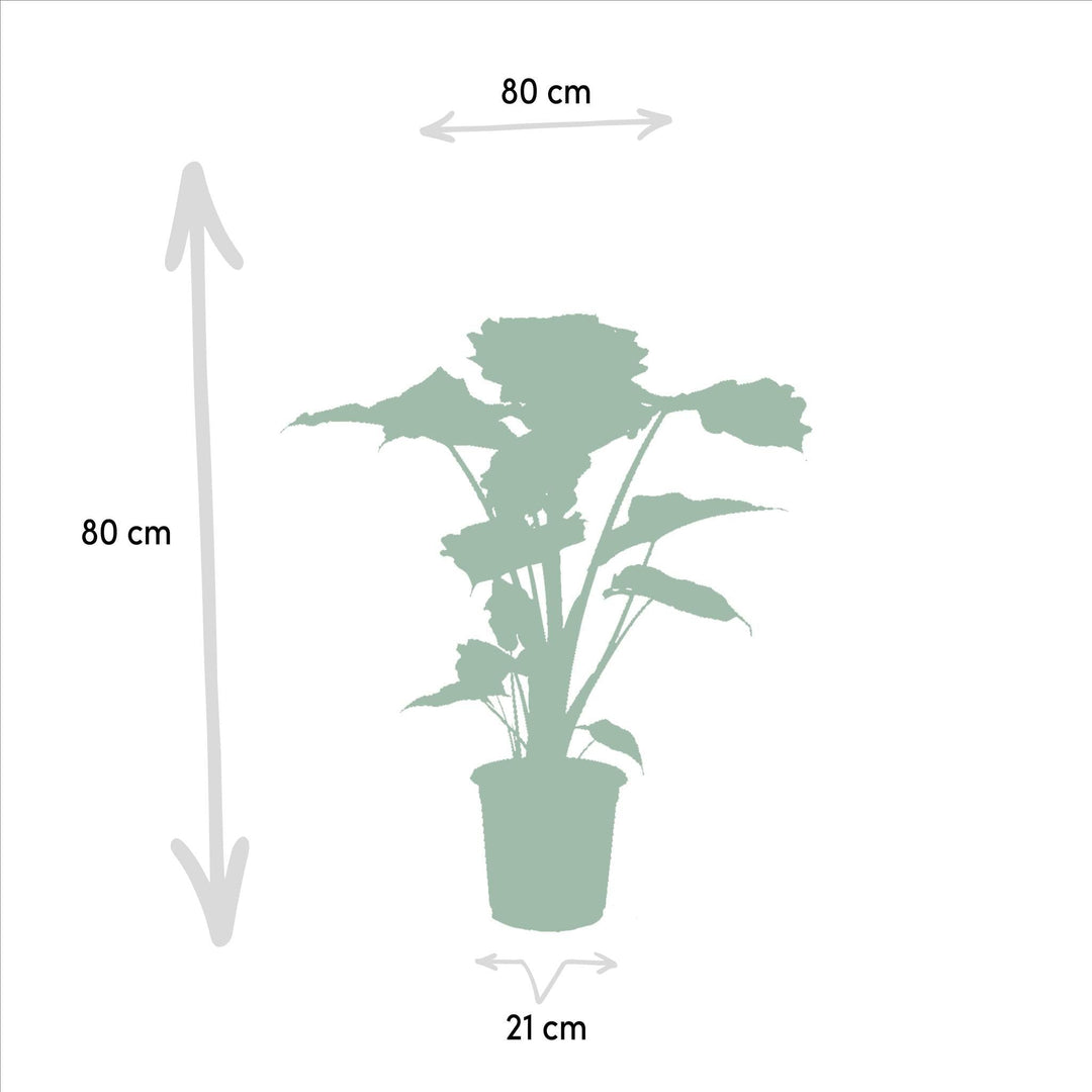 Alocasia Wentii - ↨60cm,Ø19cm - Alocasia Portodora - ↨75cm,Ø19cm-Plant-Botanicly