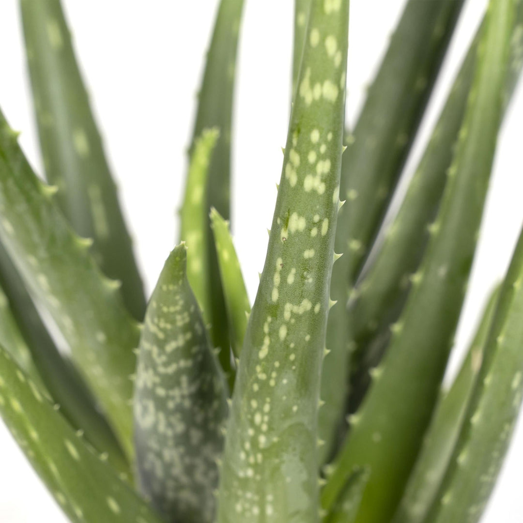 Aloe Vera - Sukkulente - 40cm - Ø12-Plant-Botanicly
