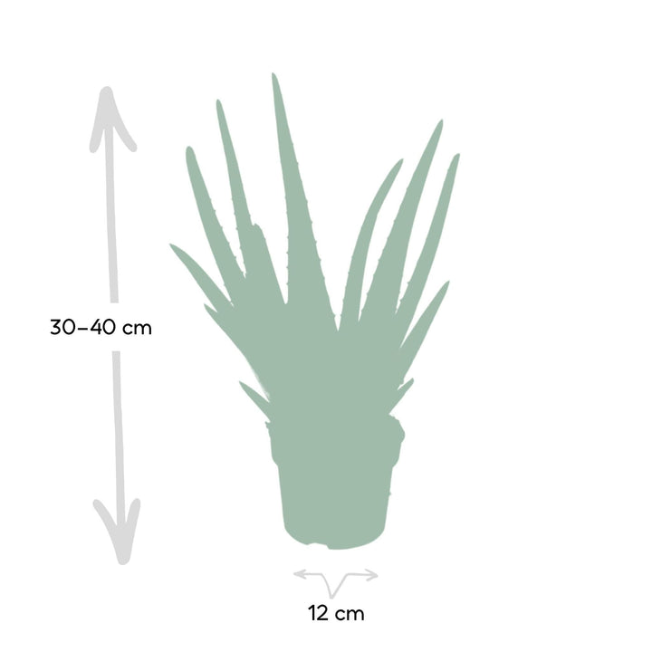 Aloe Vera - Sukkulente - 40cm - Ø12-Plant-Botanicly