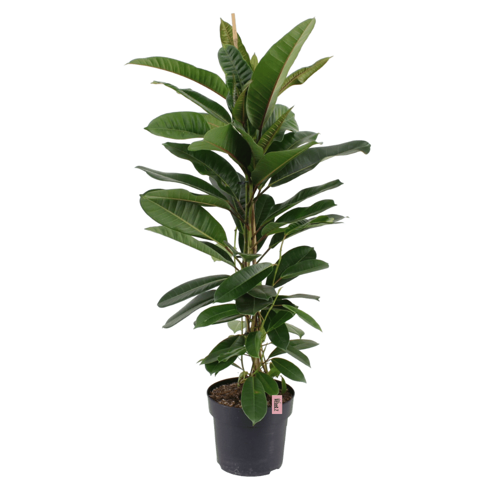 Ambitious Rebel (Ficus america Tresor) - Nachhaltige Zimmerpflanzen kaufen Botanicly Foto 1