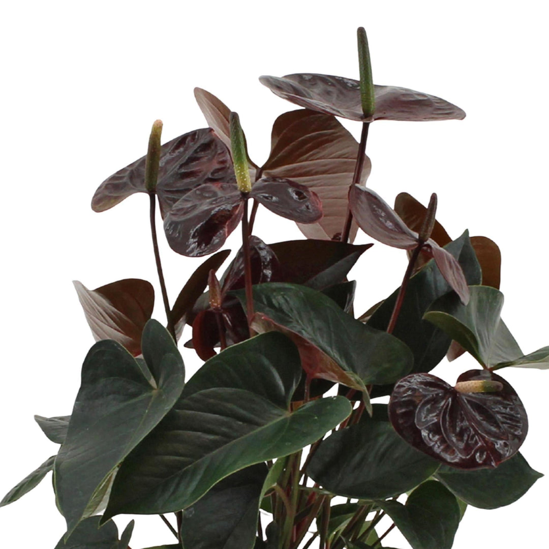 Anthurium andreanum Black Love inkl. Körbchen - 50cm - Ø14-Plant-Botanicly