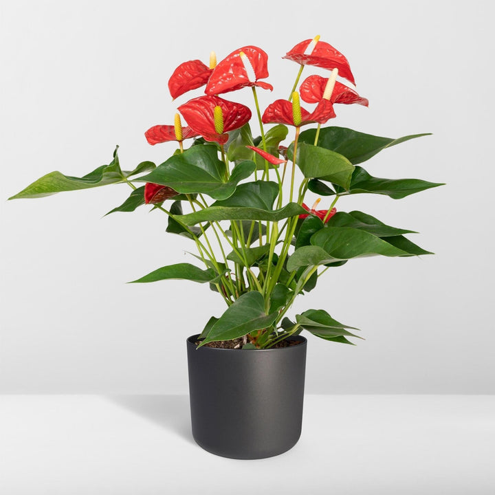 Anthurium Rot - Flamingopflanze - 55cm - Ø17-Plant-Botanicly