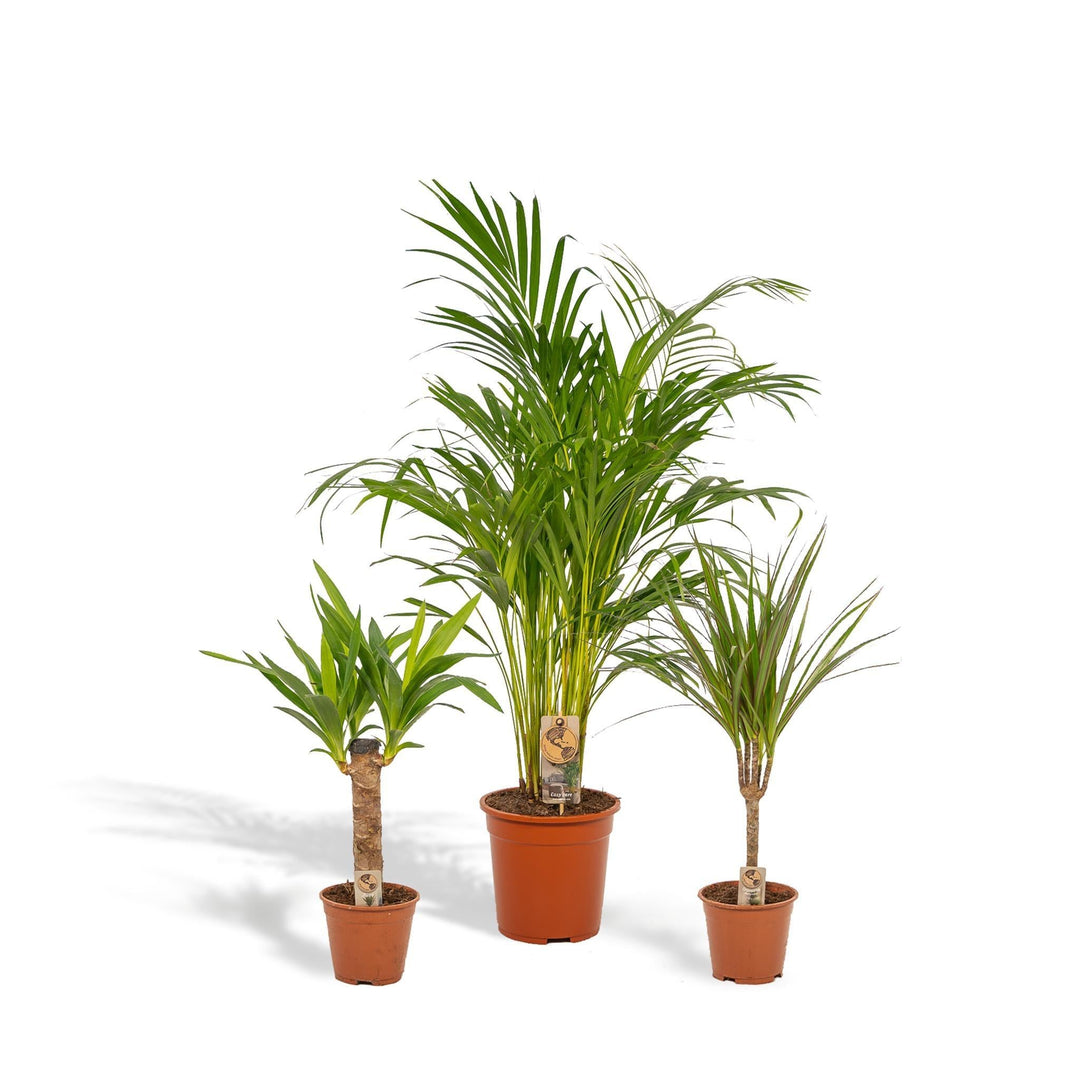 Areca - ↨110cm - Ø21cm + Dracaena - ↨70cm - Ø17cm + Yucca - ↨60cm - Ø14cm-Plant-Botanicly