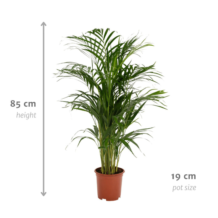 Areca-Palme - ↨85cm - Ø19cm-Plant-Botanicly
