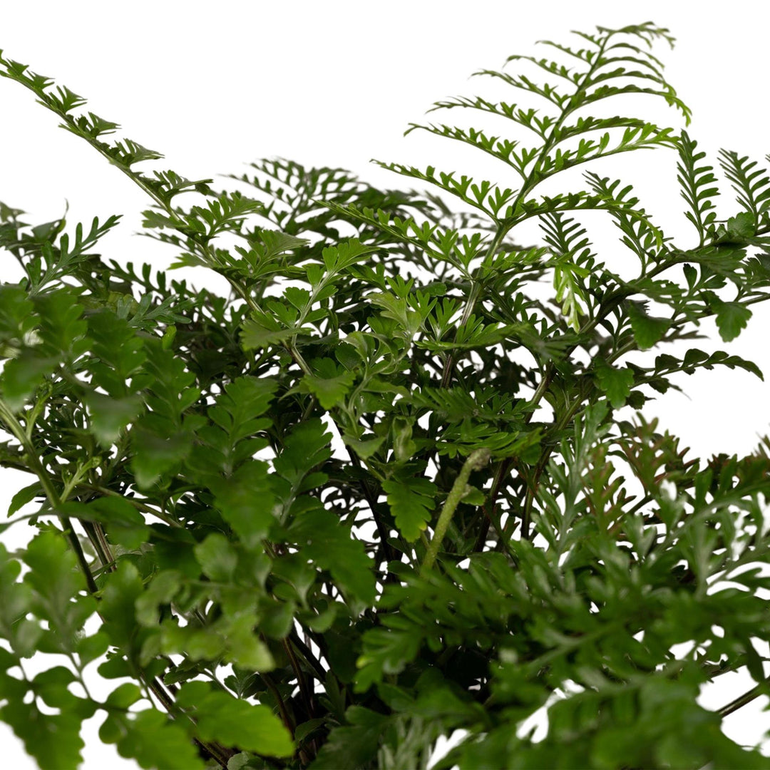 Asplenium Parvati - Zierspargel - 30cm - Ø17-Plant-Botanicly