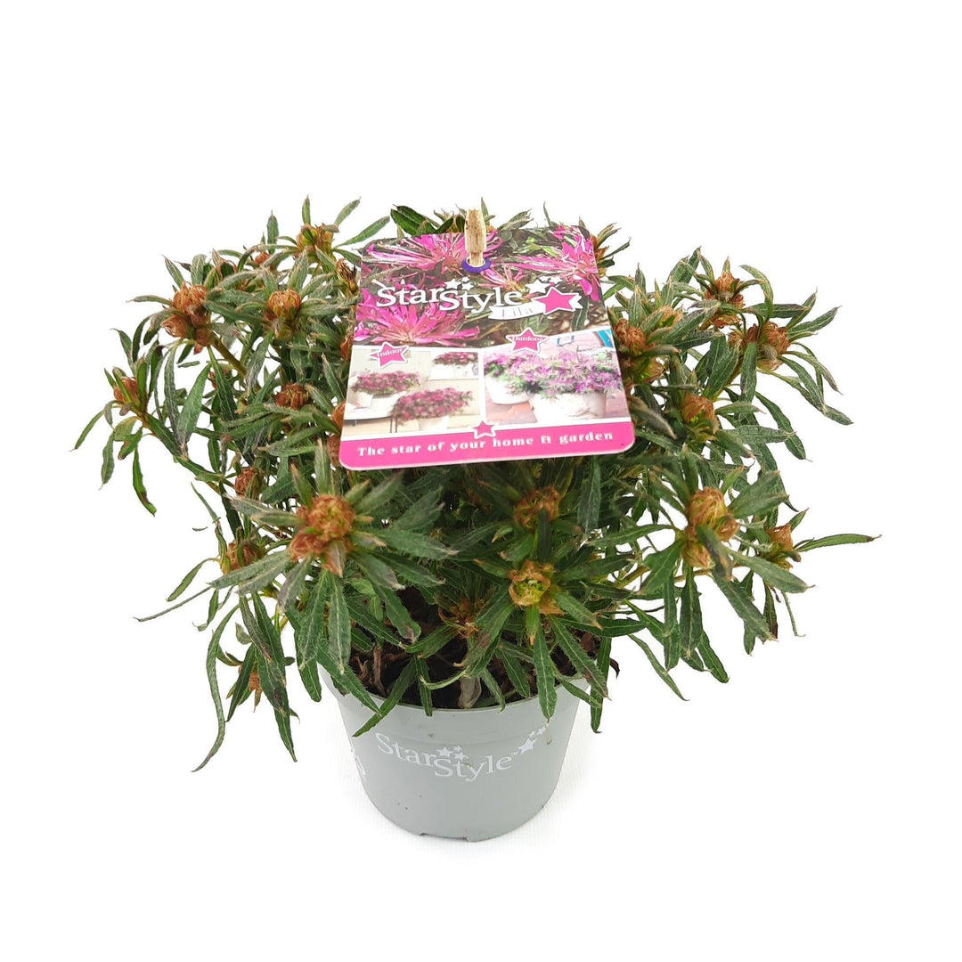Azalea 'StarStyle Lila'® - ↨15cm - Ø10,5cm-Plant-Botanicly