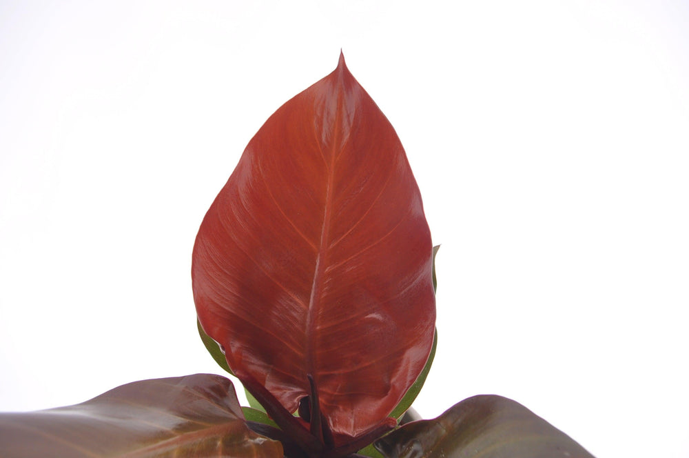 Baumfreund (Philodendron Sunlight) - Nachhaltige Zimmerpflanzen kaufen Botanicly Foto 2