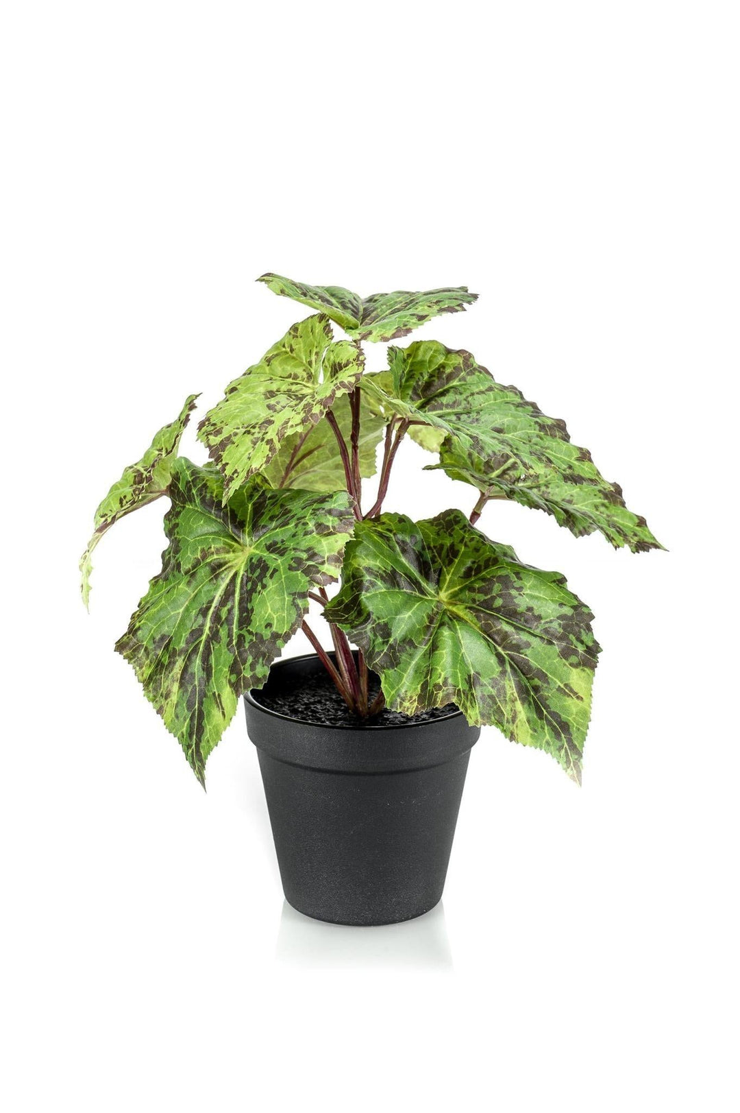Begonia Rex - Königsbegonie - 25 cm - kunstpflanze-Plant-Botanicly