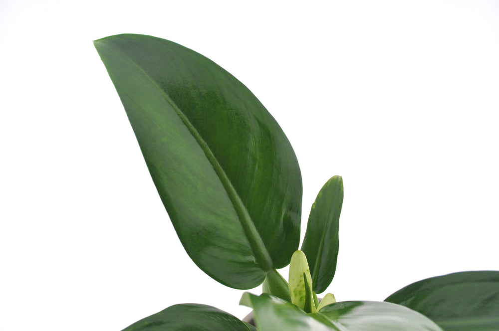 Baumfreund (Philodendron Pacova) - Nachhaltige Zimmerpflanzen kaufen Botanicly Foto 2
