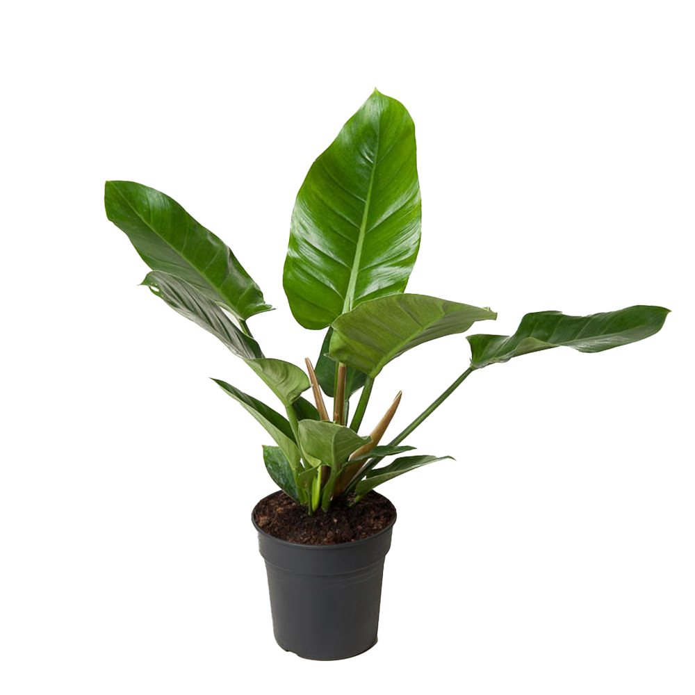 Baumfreund (Philodendron Green Wonder) - Nachhaltige Zimmerpflanzen kaufen Botanicly Foto 1