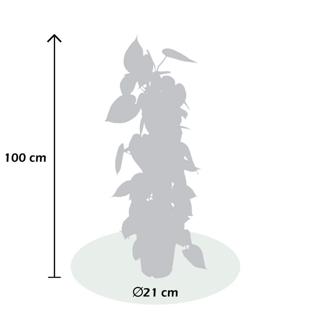Baumfreund (Philodendron scandens) - Nachhaltige Zimmerpflanzen kaufen Botanicly Foto 2