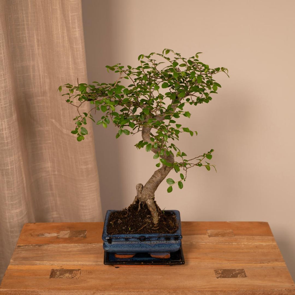 Bonsai S-Form - 20cm - Ø15-Plant-Botanicly