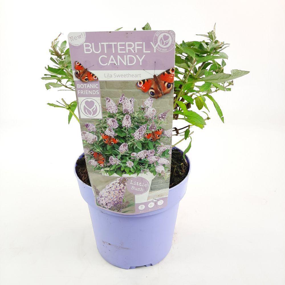 Buddleja dav. 'Butterfly Candy Lila Sweetheart'® - ↨25cm - Ø19cm-Plant-Botanicly