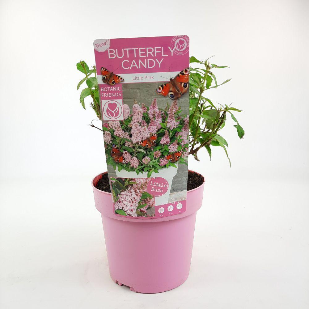 Buddleja dav. 'Butterfly Candy Little Pink'® - ↨25cm - Ø19cm-Plant-Botanicly