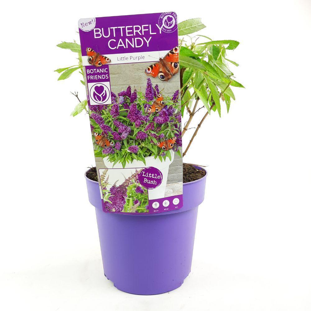 Buddleja dav. 'Butterfly Candy Little Purple'® - ↨25cm - Ø19cm-Plant-Botanicly