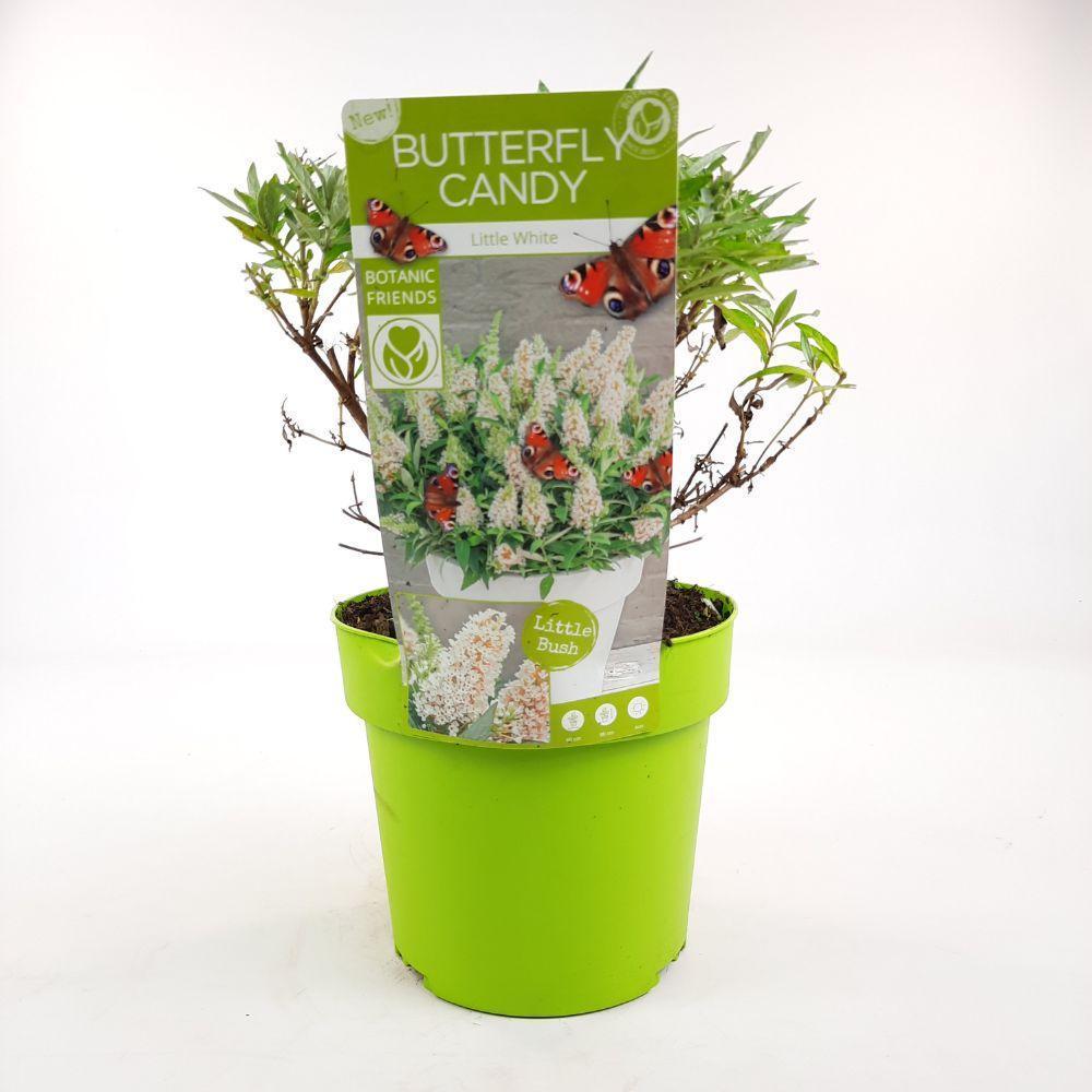 Buddleja dav. 'Butterfly Candy Little White'® - ↨25cm - Ø19cm-Plant-Botanicly