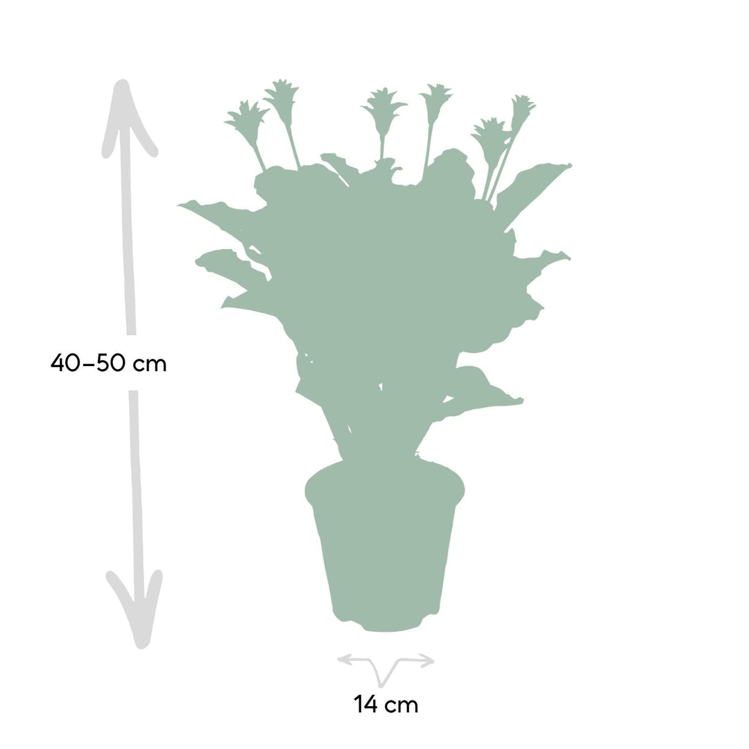 Calathea Crocata - 40cm -ø14-Plant-Botanicly