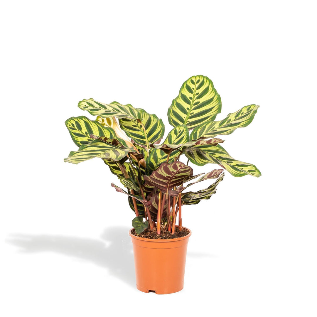 Calathea Makoyana - 45cm hoch, ø14cm - Zimmerpflanze - Schattenpflanze - Luftreinigend - Frisch aus der Gärtnerei-Plant-Botanicly