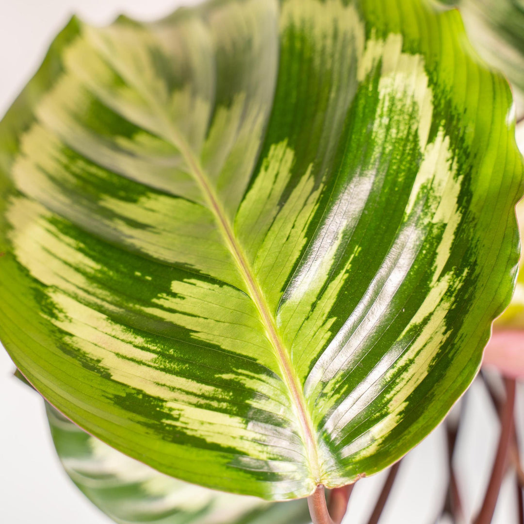 Calathea Mysty - 65-75cm hoch, ø19cm - Zimmerpflanze - Schattenpflanze - Luftreinigend - Frisch aus der Gärtnerei-Plant-Botanicly
