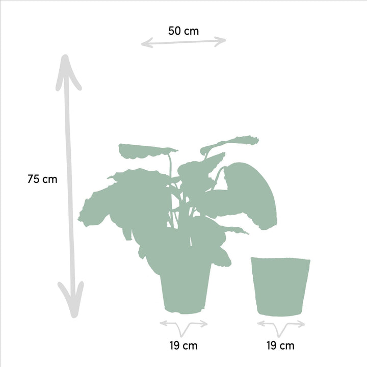Calathea Mysty mit Korb - 65-75cm hoch, ø19cm - Zimmerpflanze - Schattenpflanze - Luftreinigend - Frisch aus der Gärtnerei-Plant-Botanicly