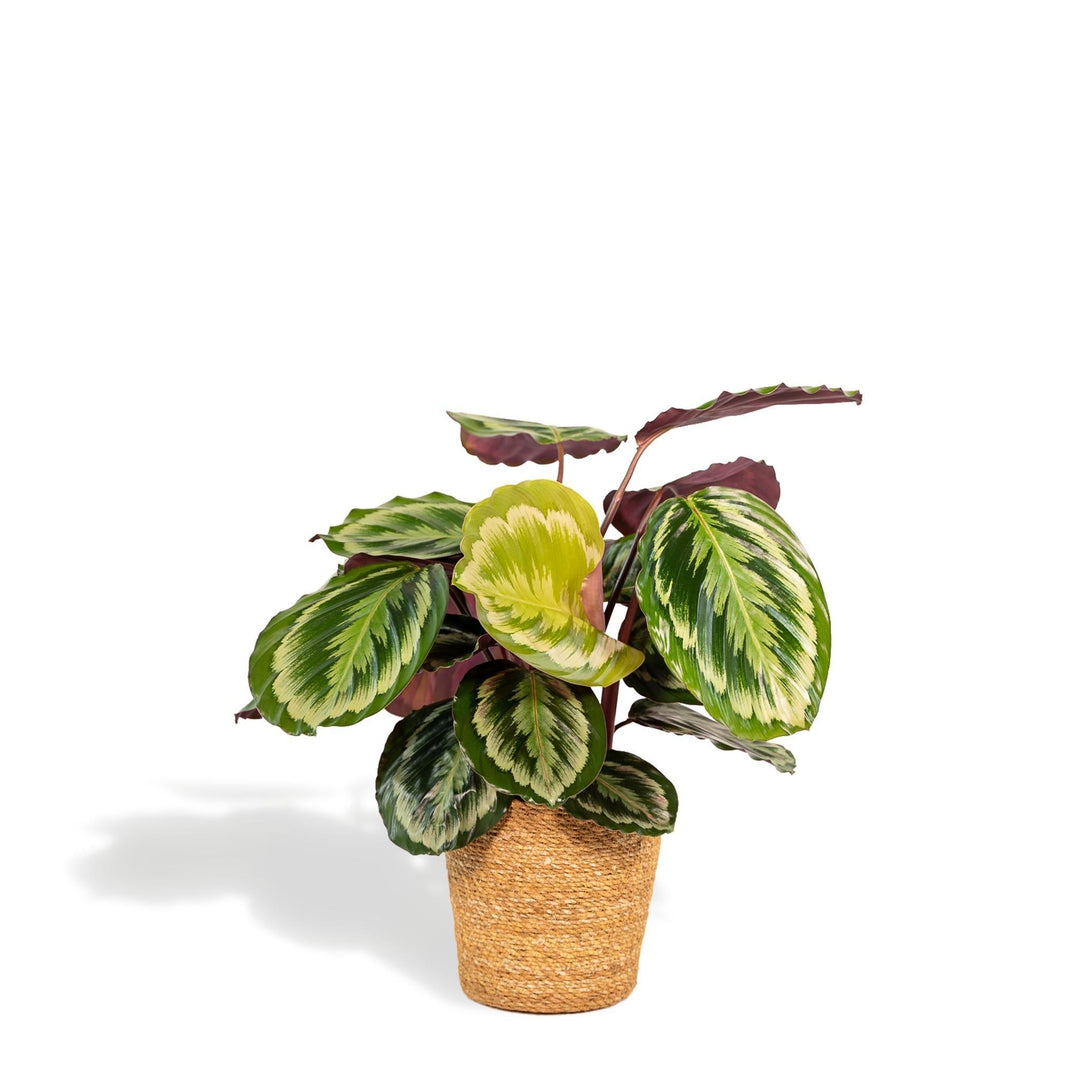 Calathea Mysty mit Korb - 65-75cm hoch, ø19cm - Zimmerpflanze - Schattenpflanze - Luftreinigend - Frisch aus der Gärtnerei-Plant-Botanicly