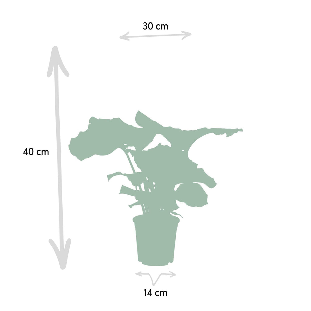 Calathea Orbifolia - 40cm hoch, ø14cm - Zimmerpflanze - Schattenpflanze - Luftreinigend - Frisch aus der Gärtnerei-Plant-Botanicly