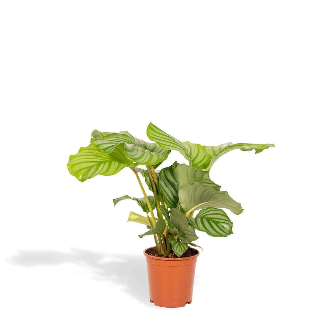 Calathea Orbifolia - 40cm hoch, ø14cm - Zimmerpflanze - Schattenpflanze - Luftreinigend - Frisch aus der Gärtnerei-Plant-Botanicly