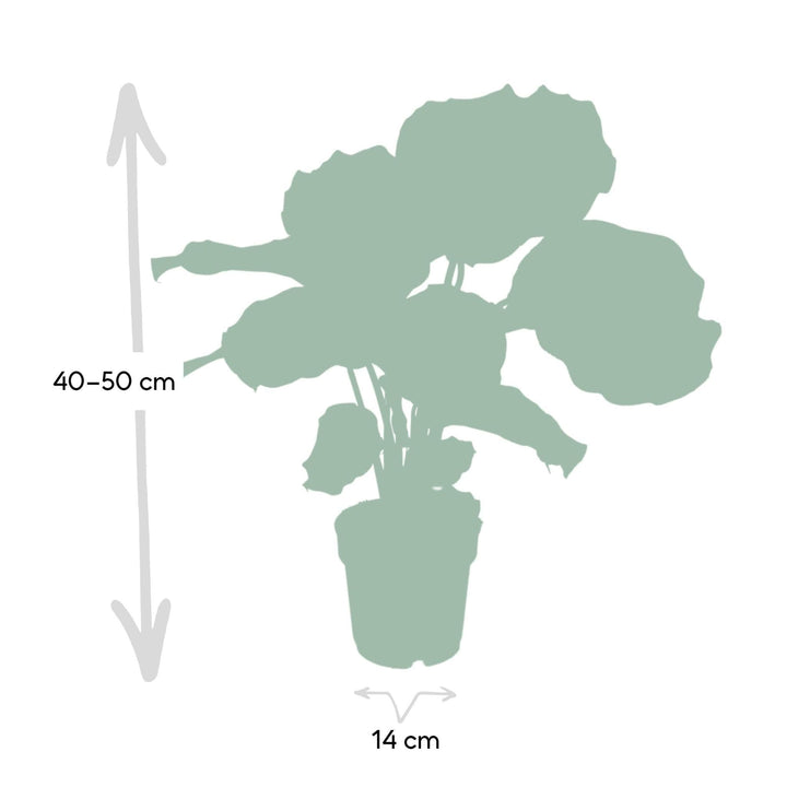 Calathea Orbifolia - 50cm - ø14-Plant-Botanicly