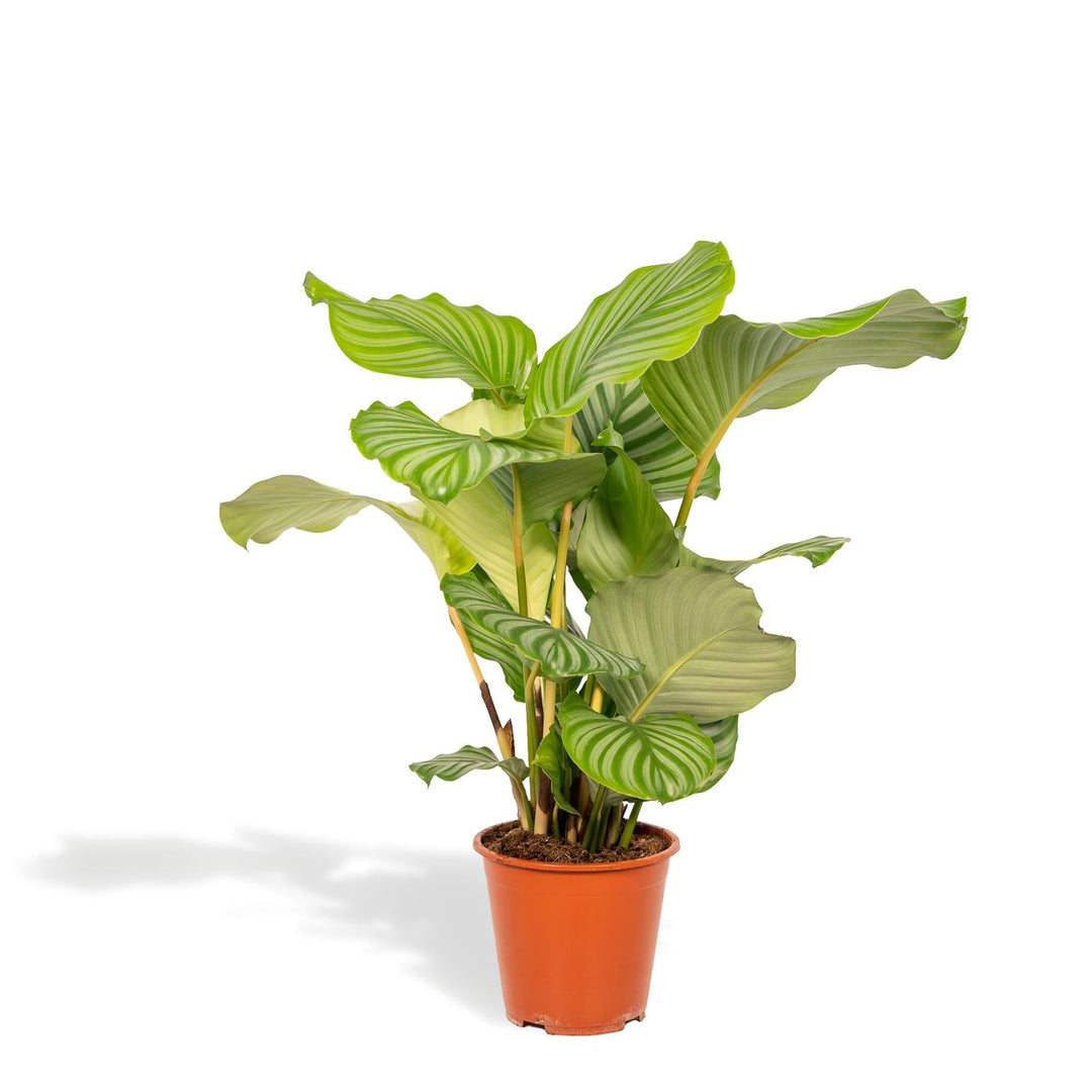 Calathea Orbifolia - 65-75cm hoch, ø19cm - Zimmerpflanze - Schattenpflanze - Luftreinigend - Frisch aus der Gärtnerei-Plant-Botanicly