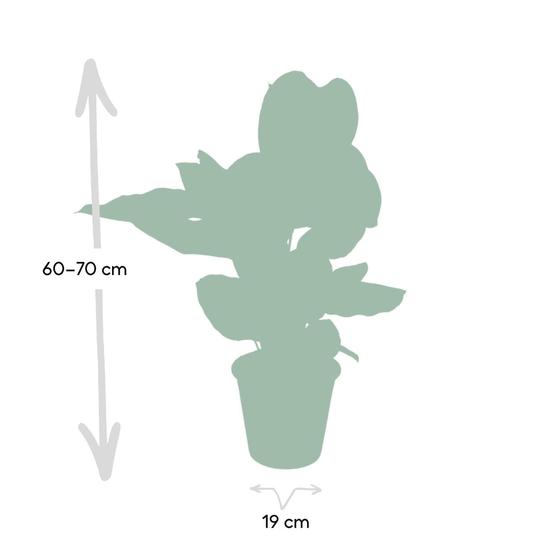 Calathea Ornata - Pfauenpflanze - 75cm - Ø19-Plant-Botanicly