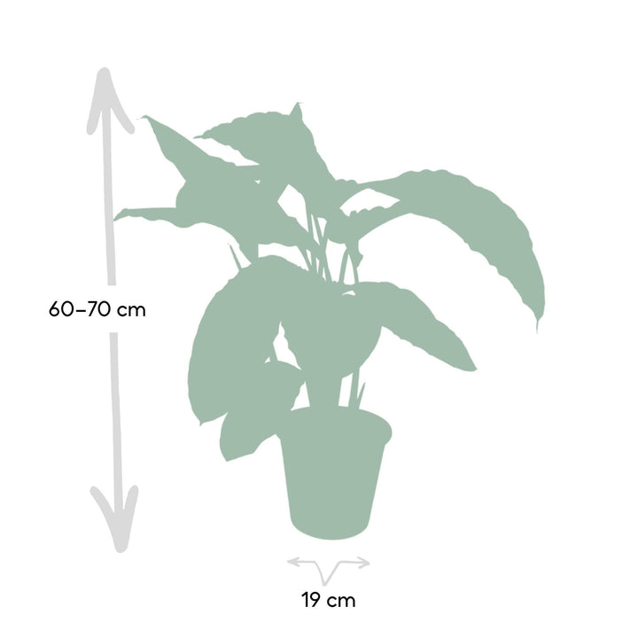 Calathea Warscewiczii - Pfauenpflanze - 70cm - Ø19-Plant-Botanicly